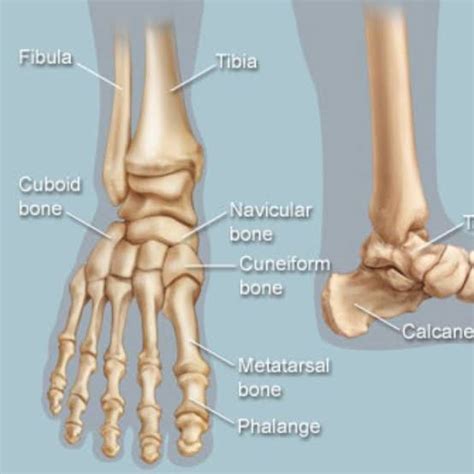 ayak bileği ekleminin şiddetli artrozu